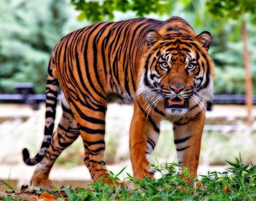 Photo of a tiger with beautiful eyes