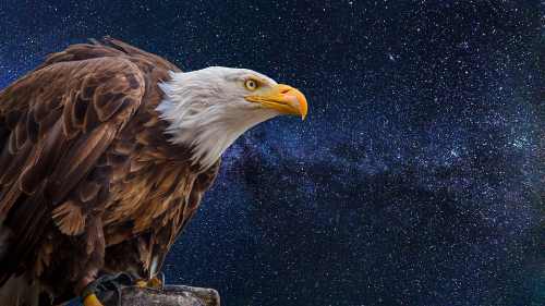 Picture of an bald eagles with stars